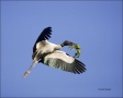 Florida;Wood-Stork;Stork;Flight;Mycteria-americana;Flying-bird;action;aloft;beha